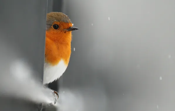 Картинка снег, птица, забор, выглядывает, Малиновка
