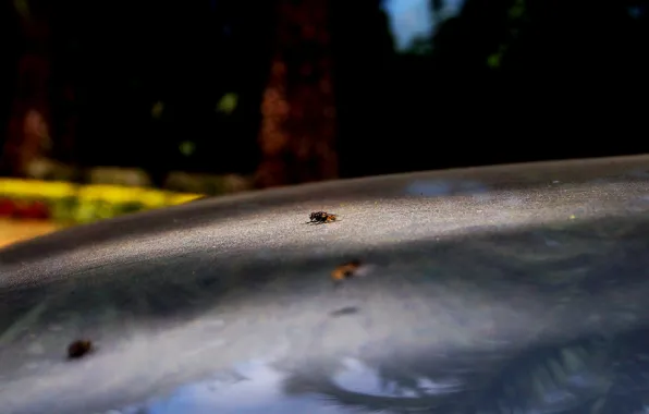 Landscape, nature, insect
