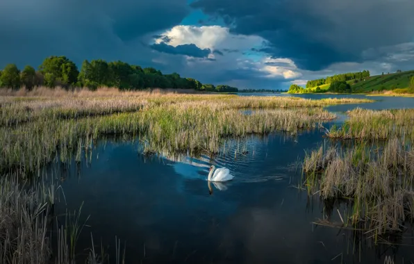 Озеро, синева, лебедь, водоем