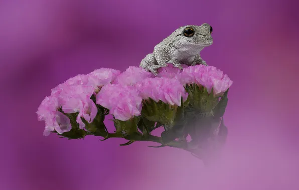Цветы, лягушка, розовый фон