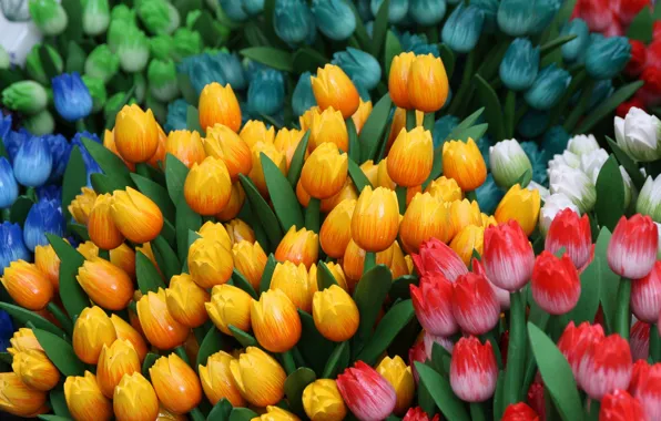 Радость, желтый, настроение, весна, тюльпаны