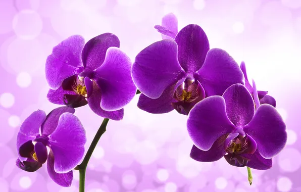 Цветы, цветение, сиреневая, орхидея