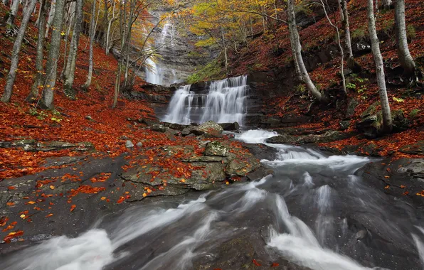 Осень, лес, природа, река