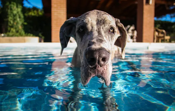 Вода, друг, собака