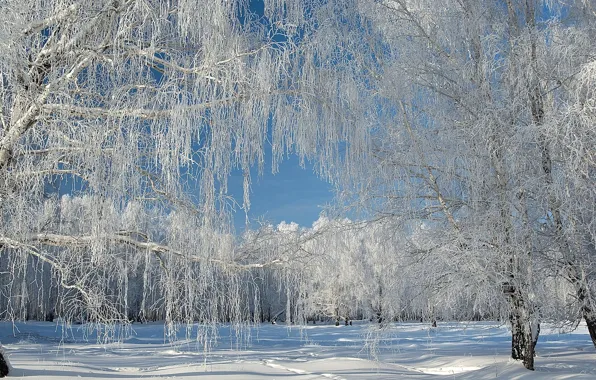 Картинка зима, небо, снег, деревья, природа, красивые лес