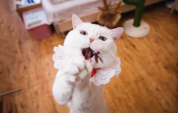 Кошка, кот, взгляд, поза, фон, комната, игрушка, игра