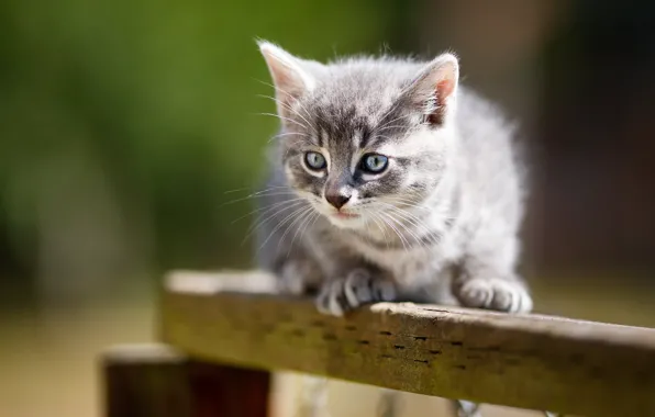 Кошка, взгляд, свет, котенок, серый, фон, доска, мордашка