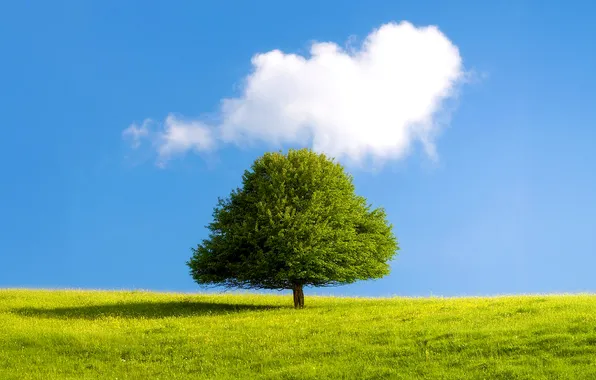 Grass, sky, trees, landscape, nature, clouds, sunlight, plains