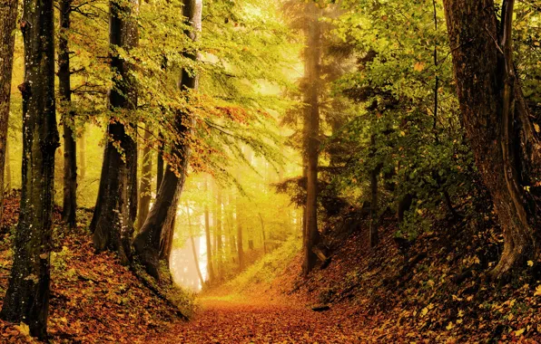 Картинка осень, лес, фото, листва, овраг
