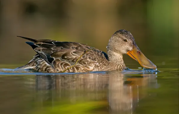 Вода, отражение, птица, клюв, утка