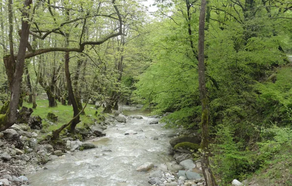 River, trees, Pieria
