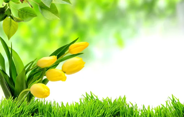 Картинка трава, green, весна, тюльпаны, цветение, flowers, tulips, spring