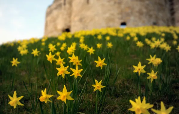 Лето, цветы, природа