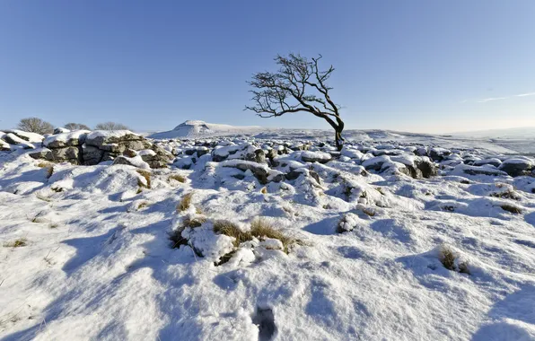 Зима, небо, снег, дерево, Англия, Великобритания, Северный Йоркшир, Ingleton