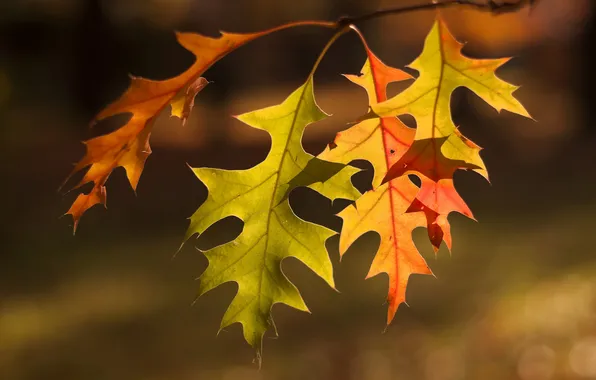 Осень, листья, макро, ветка