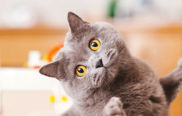 Кошка, кот, взгляд, поза, мордашка