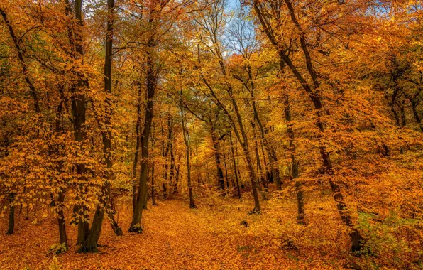 Осень, лес, деревья, ветви, тропинка, краски осени, золотая осень, желтая листва