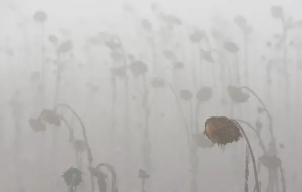 Картинка подсолнухи, природа, туман
