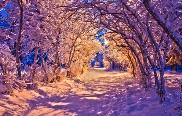Картинка зима, дорога, лес, снег, деревья, пейзаж, природа, lights