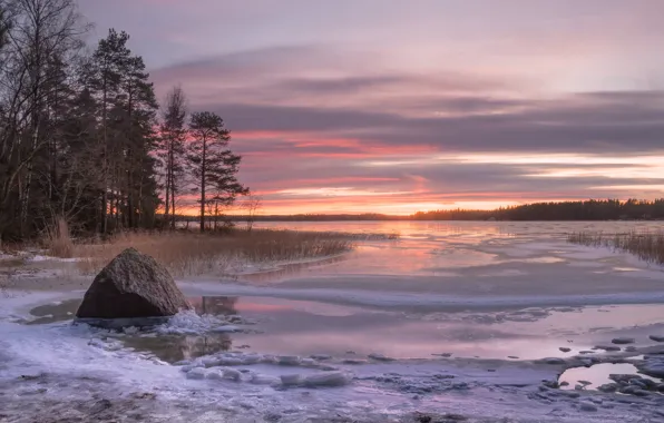 Картинка зима, деревья, закат, камень, залив, Финляндия, Finland, Финский залив