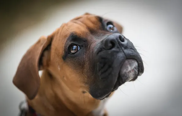 Взгляд, друг, собака