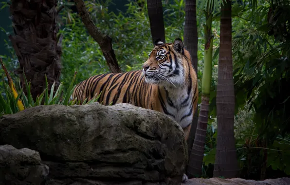 Картинка листья, тигр, темный фон, камни, джунгли