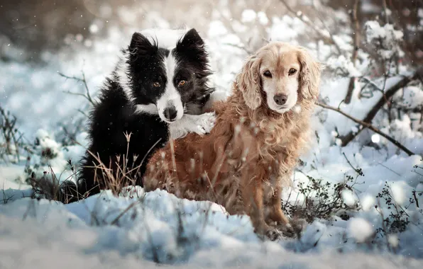 Картинка зима, животные, собаки, снег, природа, пара, кусты, спаниель