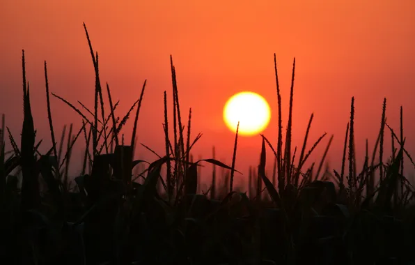 Картинка поле, небо, солнце, закат, кукуруза