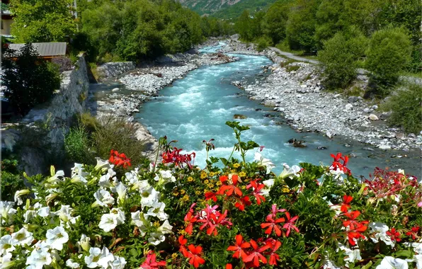 Картинка цветы, река, русло