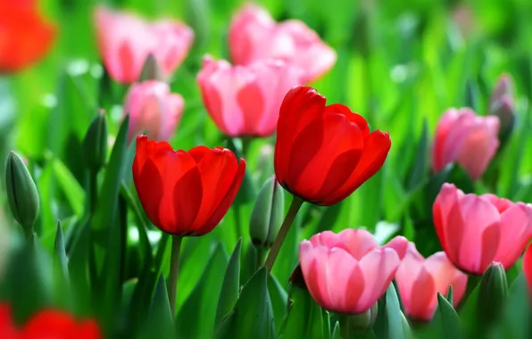 Красный, весна, тюльпаны, бутоны