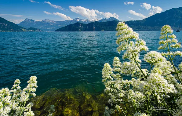 Ocean, blue, flowers