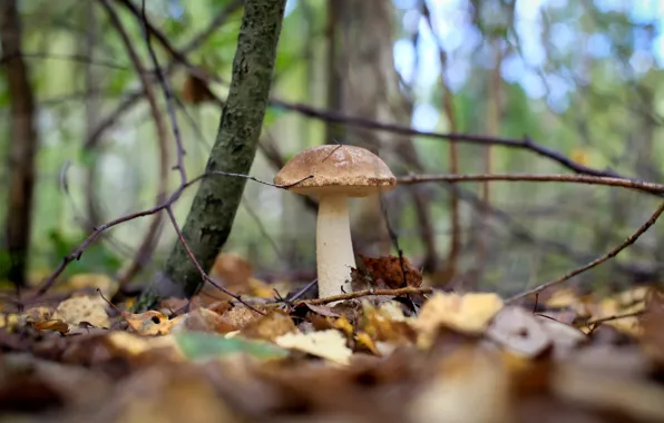 Осень, лес, грибы, подберёзовик