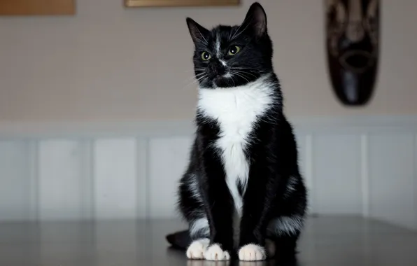 Картинка кошка, черно-белый, лапки, сидит