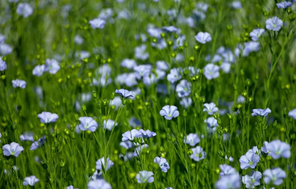 Цветы, лен, flowers, Лён, голубые цветы, голубой лен