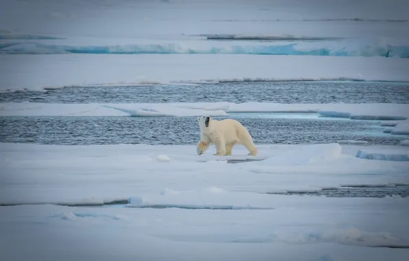 Картинка хищник, медведь, льдины, полярный