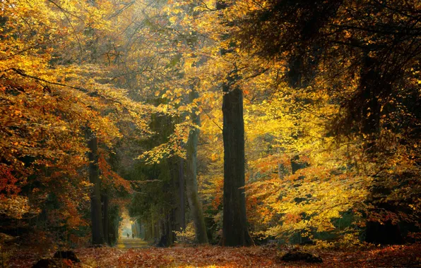 Осень, лес, деревья, Нидерланды