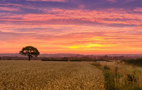 Картинка поле, дерево, рассвет, утро, пшеничное