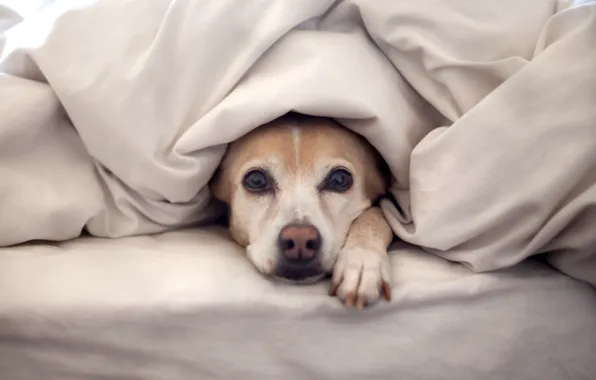 Картинка собака, постель, одеяло, смотрит