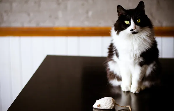 Картинка кошка, кот, стол, игрушка, черно-белая, мышь, мышка