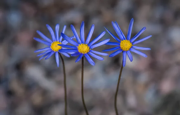 Природа, лепестки, сад, стебель