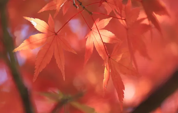 Осень, листья, природа, дерево