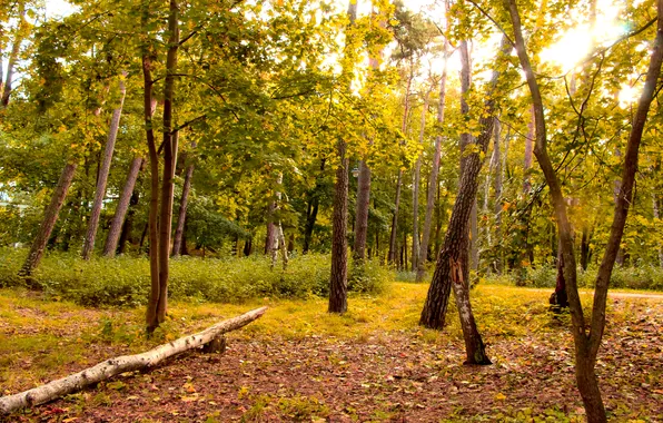 Картинка forest, trees, park, autumn, fall