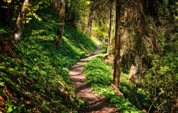 Картинка лес, деревья, пейзаж, природа, растения, forest, trees, landscape