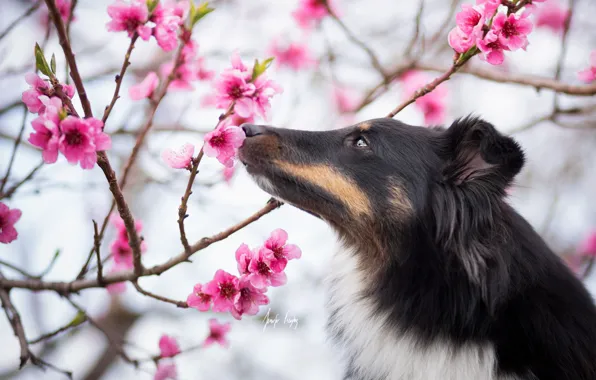 Картинка собака, весна, сад