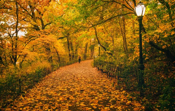 Картинка осень, листья, деревья, путь, люди, Нью-Йорк, скамейки, Центральный парк