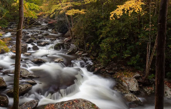 Картинка осень, лес, деревья, ручей, камни, США, Great Smoky Mountain National Park