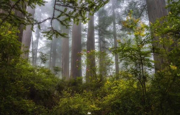 Лес, деревья, туман, вечер, Калифорния, дымка, США, штат