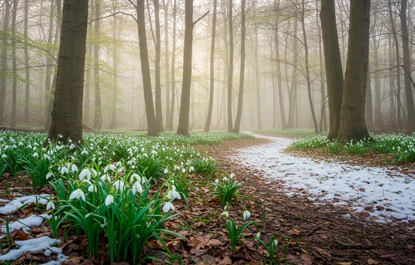 Лес, деревья, весна, подснежники, wallpaper, forest, trees, spring