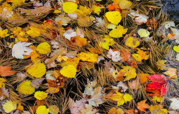 Картинка осень, листья, иголки, хвоя