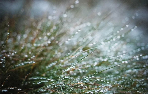 Картинка трава, капли, макро, дождь